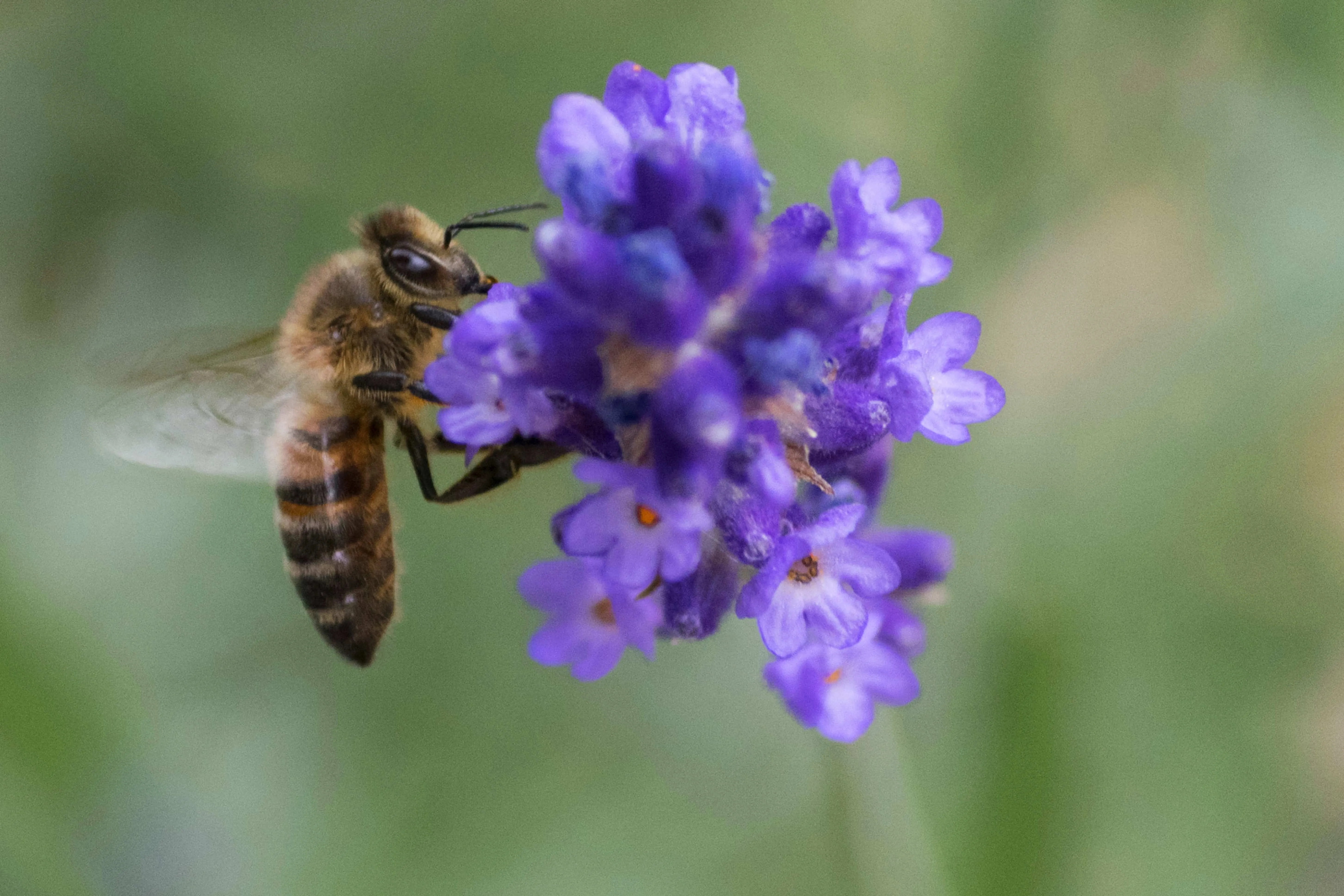 Виды нектара. Пчела опыляет цветок. Опыляющие насекомые пчелы. Опрыление растеней пчёлдами. Опылители цветковых растений пчелы.