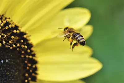Фотографии пчелы в полете, которые заполнят ваш день яркостью