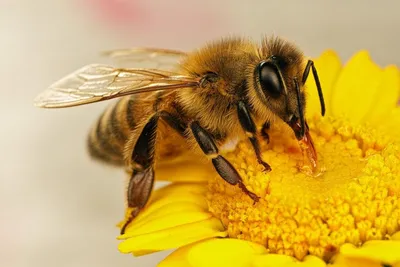 Фото пчелы - потрясающие изображения для вашего дизайна