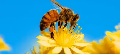 Фото пчелы - натуральная красота природы