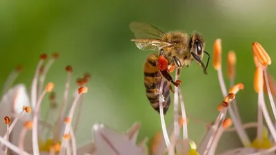 Фото пчелы - уникальные изображения в формате WebP