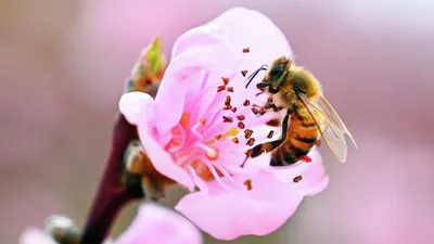 Фото пчелы - впечатляющие фотографии в высоком разрешении