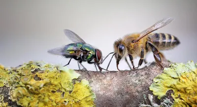 Фото пчелы - потрясающие макросъемки
