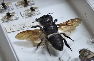 Фото пчелы - невероятные кадры из мира насекомых