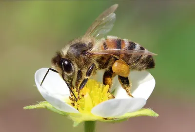 Фото пчелы - прекрасные изображения для вашего блога