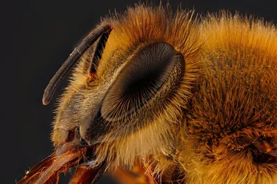 Фото пчелы - великолепные снимки с природным освещением