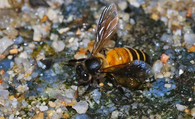 Фото пчелы во всей своей красе