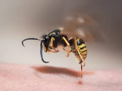Фотографии пчелы во время полета