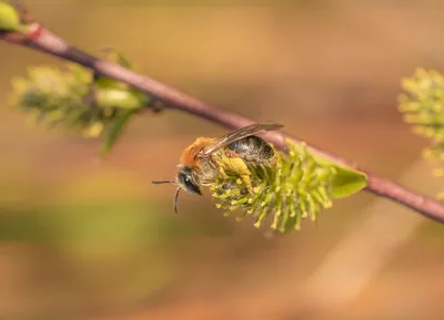 Пчела на фото: мир маленьких трудолюбивых насекомых