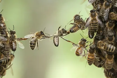 Фотографии пчелы во время строительства сот