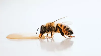 Фотографии пчелы во время отдыха
