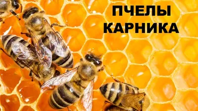 Пчелы карника: удивительные создания природы