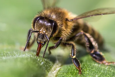 Пчелы крупным планом  фото