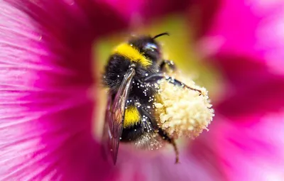 Красивые фотографии пчел на цветах