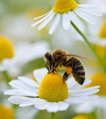 Фотографии пчел на цветах для скачивания