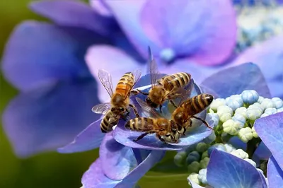 Пчелы на цветах: удивительные моменты