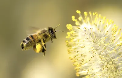 Фото пчел на цветах: великолепие природы