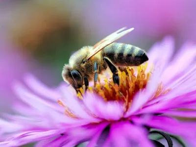 Фотографии пчел на цветах в хорошем качестве