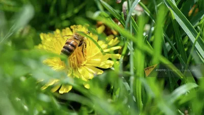 Пчелы на цветах: живая картина природы