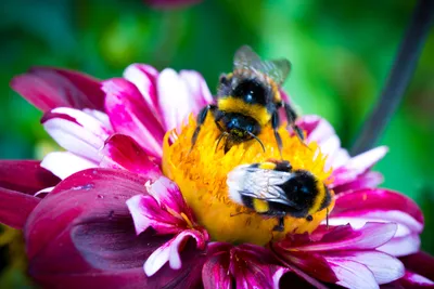 Фото пчел на цветах: мир насекомых