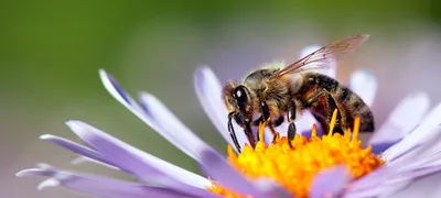 Фотографии пчел на цветах: нежность природы
