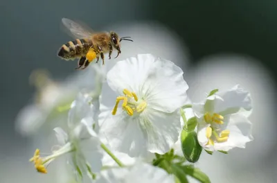 Пчелы на цветах: краски природы