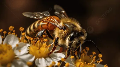 Фото пчел на цветах: взгляд в мир насекомых