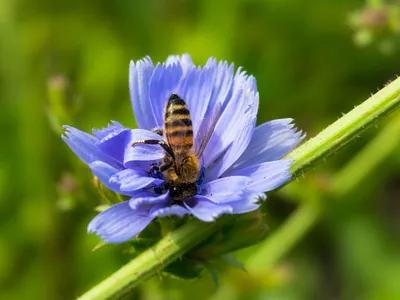 Фотографии пчел на цветах: маленькие труженицы