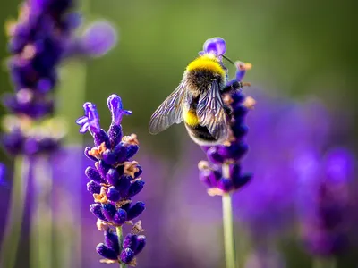 Пчелы на цветах: красота и полезность