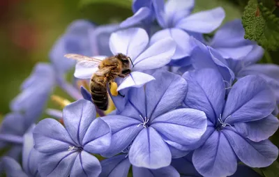 Фото пчел на цветах: природа в деталях