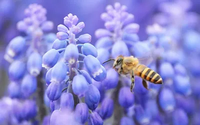 Пчелы на цветах фотографии