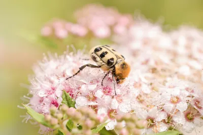 Пчелы на цветах: танец жизни
