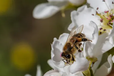 Фото пчел на цветах: встреча с природой