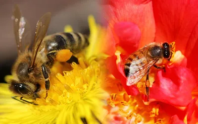 Фотографии пчел на цветах: мир маленьких тружениц