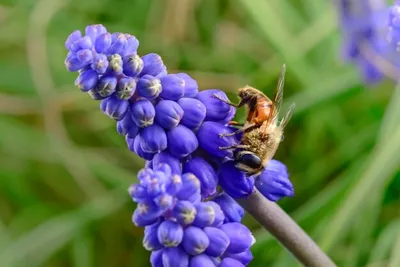 Пчелы на цветах: красота и гармония