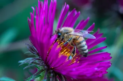 Фото пчел на цветах: природный микромир