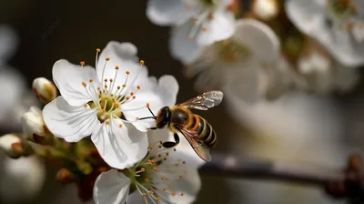 Фотографии пчел на цветах: взгляд в мир насекомых