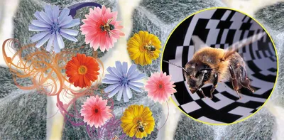 Фото пчел на цветах в формате JPG, PNG, WebP