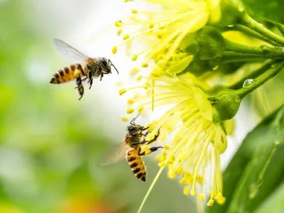 Пчелы и цветы: красота природы в объективе фотографа