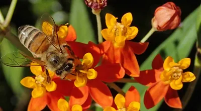 Уникальные снимки пчел на цветах, которые захватывают дух