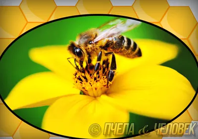 Фотографии пчел на цветах: природное чудо в кадре