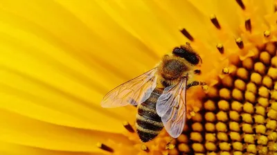 Уникальные снимки пчел на цветах