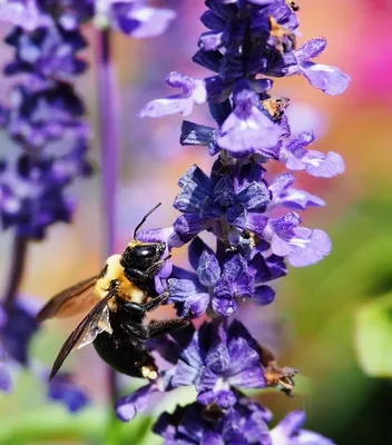 Пчелы на цветах: красочные моменты из жизни насекомых