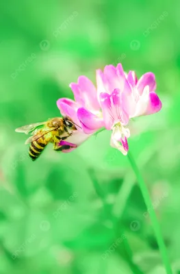 Фотографии пчел на цветах: искусство природы в объективе