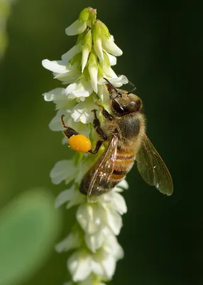 Пчелы на цветах: нежность и красота в одном кадре