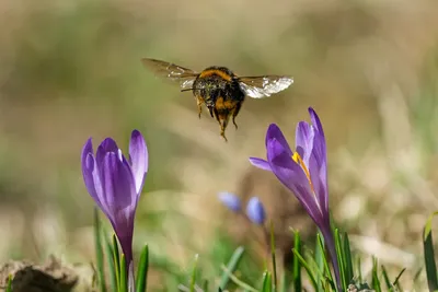 Фотографии пчел на цветах: маленькие герои нашей природы