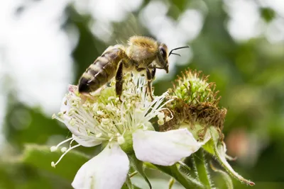 Пчелы на цветах: красота и гармония в природе
