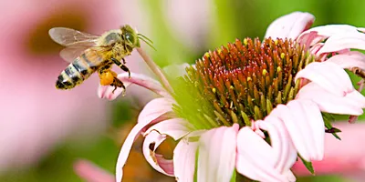 Фотографии пчел на цветах: мир, полный цветов и насекомых