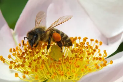 Фотографии пчел на цветах в HD качестве
