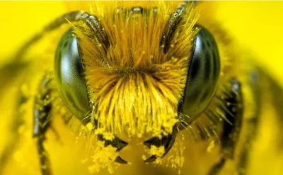 Фотографии пчел на цветах: природа во всей своей великолепности